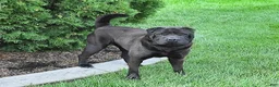 Mini Hippo dogs for sale: Clove  - Ad 6