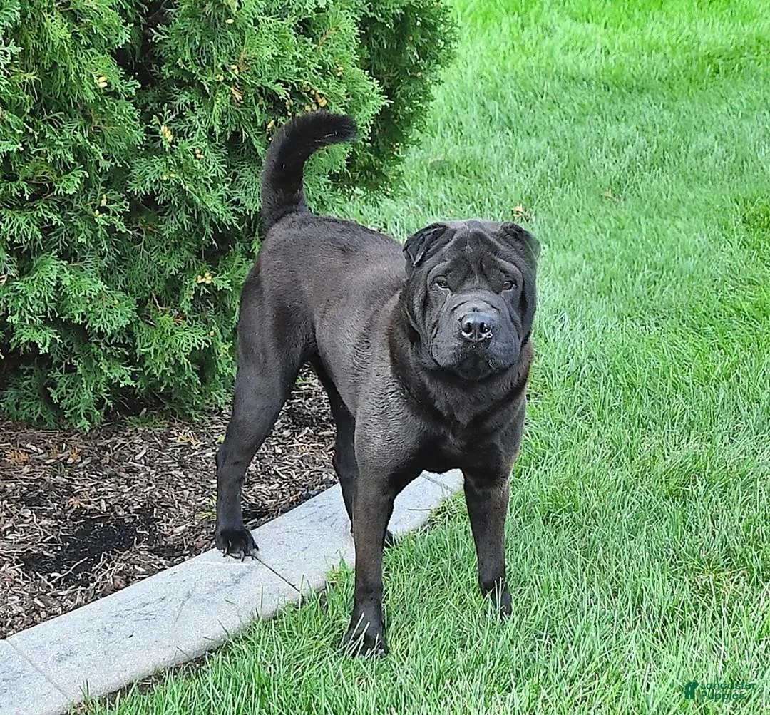 Mini Hippo dogs for sale: Clove  - Ad 6