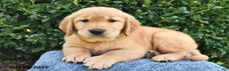 Golden Retriever dogs for sale: Lola - Ad 3