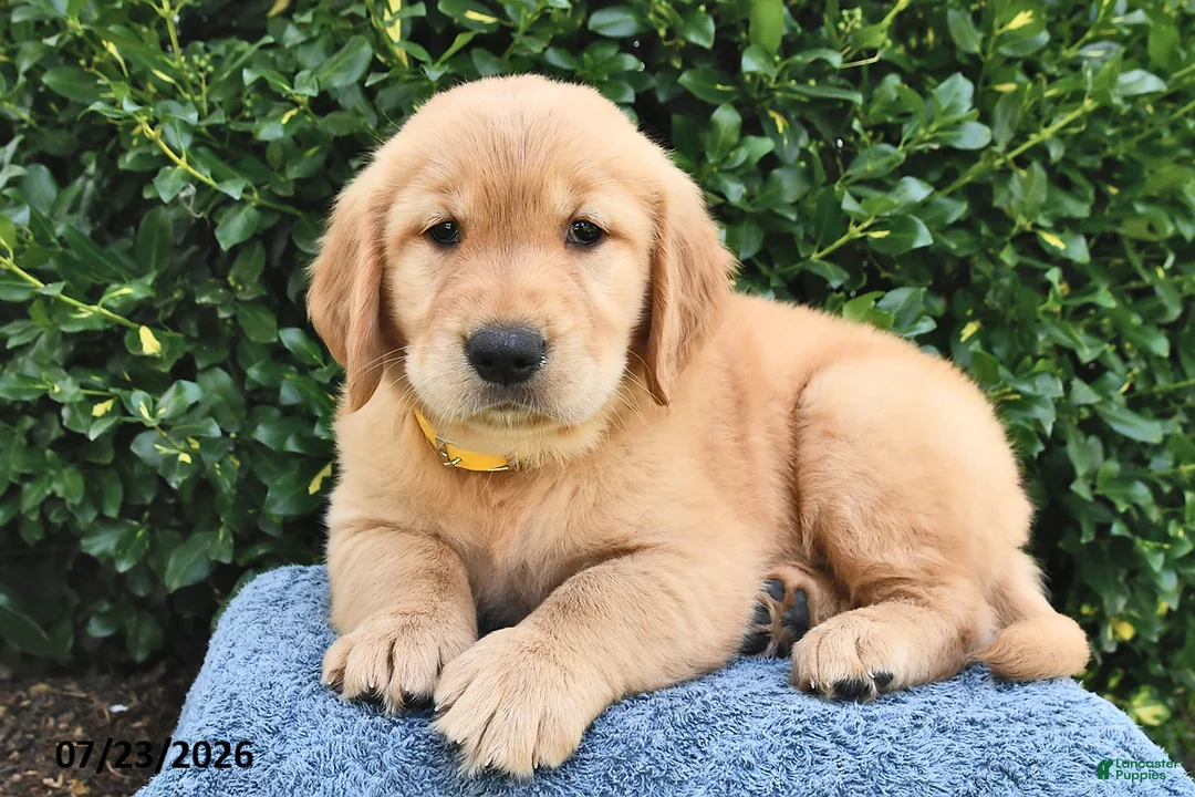 Golden Retriever dogs for sale: Lola - Ad 3