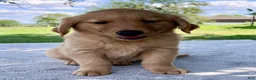 Golden Retriever dogs for sale: Dexter - Ad 4