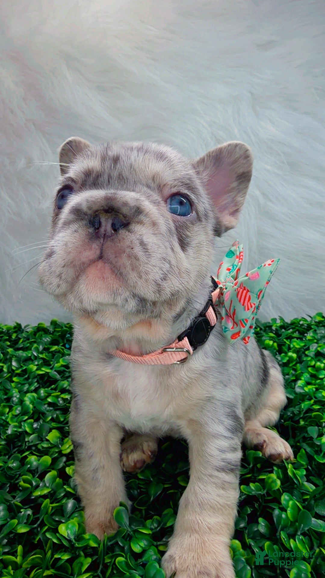 French Bulldog dogs for sale: TRIXIE - Ad 3