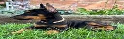 Doberman Pinscher dogs for sale: Arabelle - Ad 3