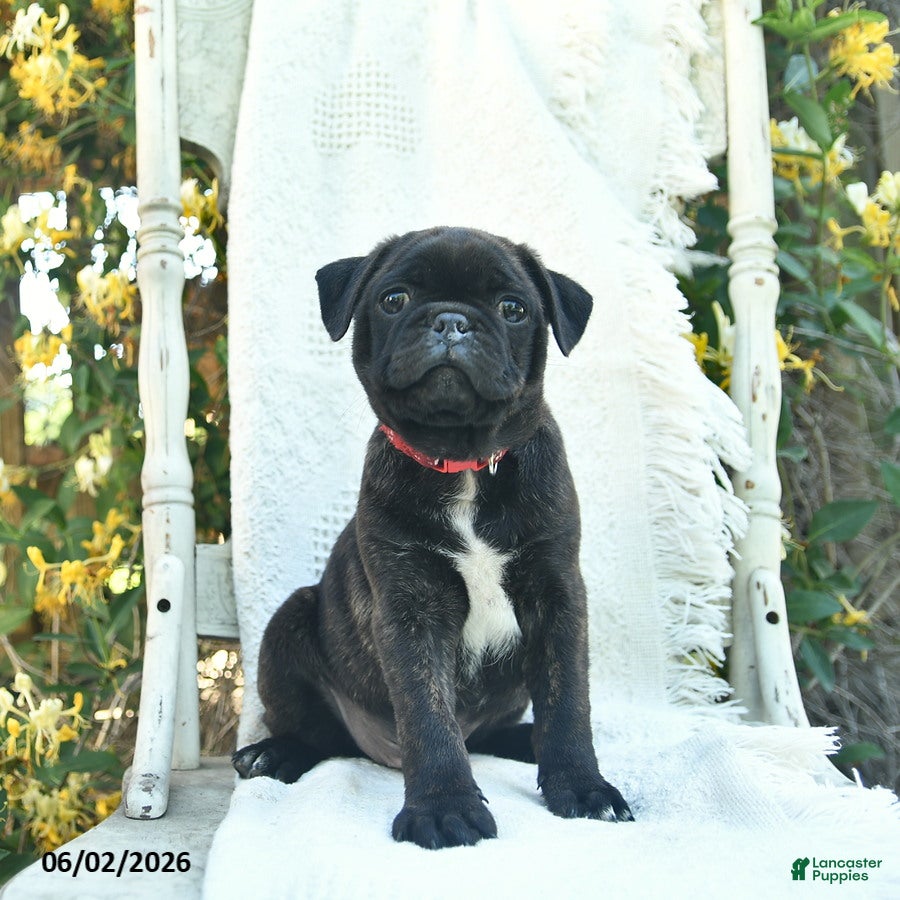 Mixed Breed dogs for sale: Scout  - Ad 3