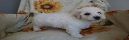 Bichon Frise dogs for sale: Barney  - Ad 7