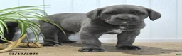 Cane Corso dogs for sale: Guss  - Ad 3