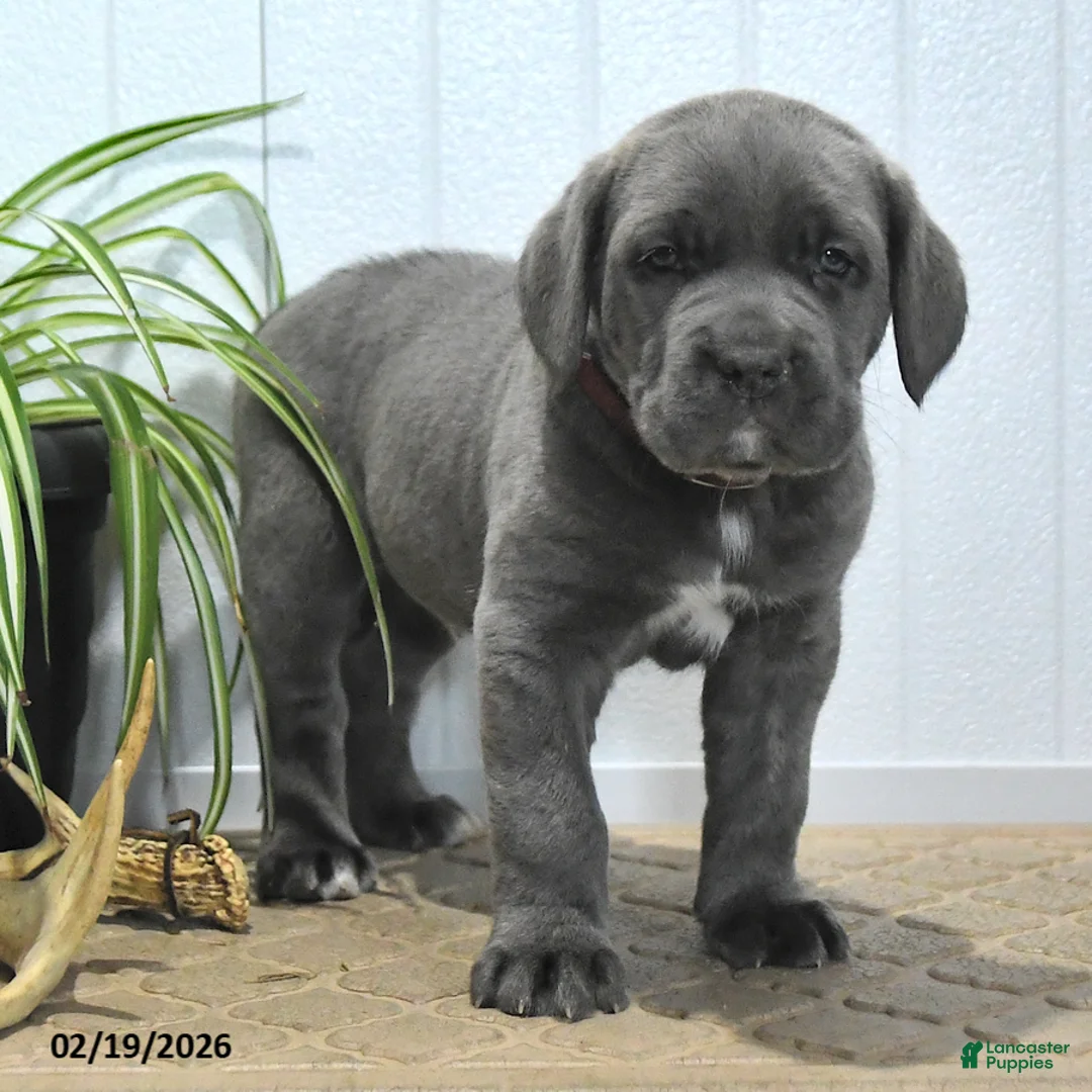 Cane Corso dogs for sale: Guss  - Ad 3