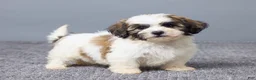 Teddy Bear dogs for sale: Leo - Ad 4