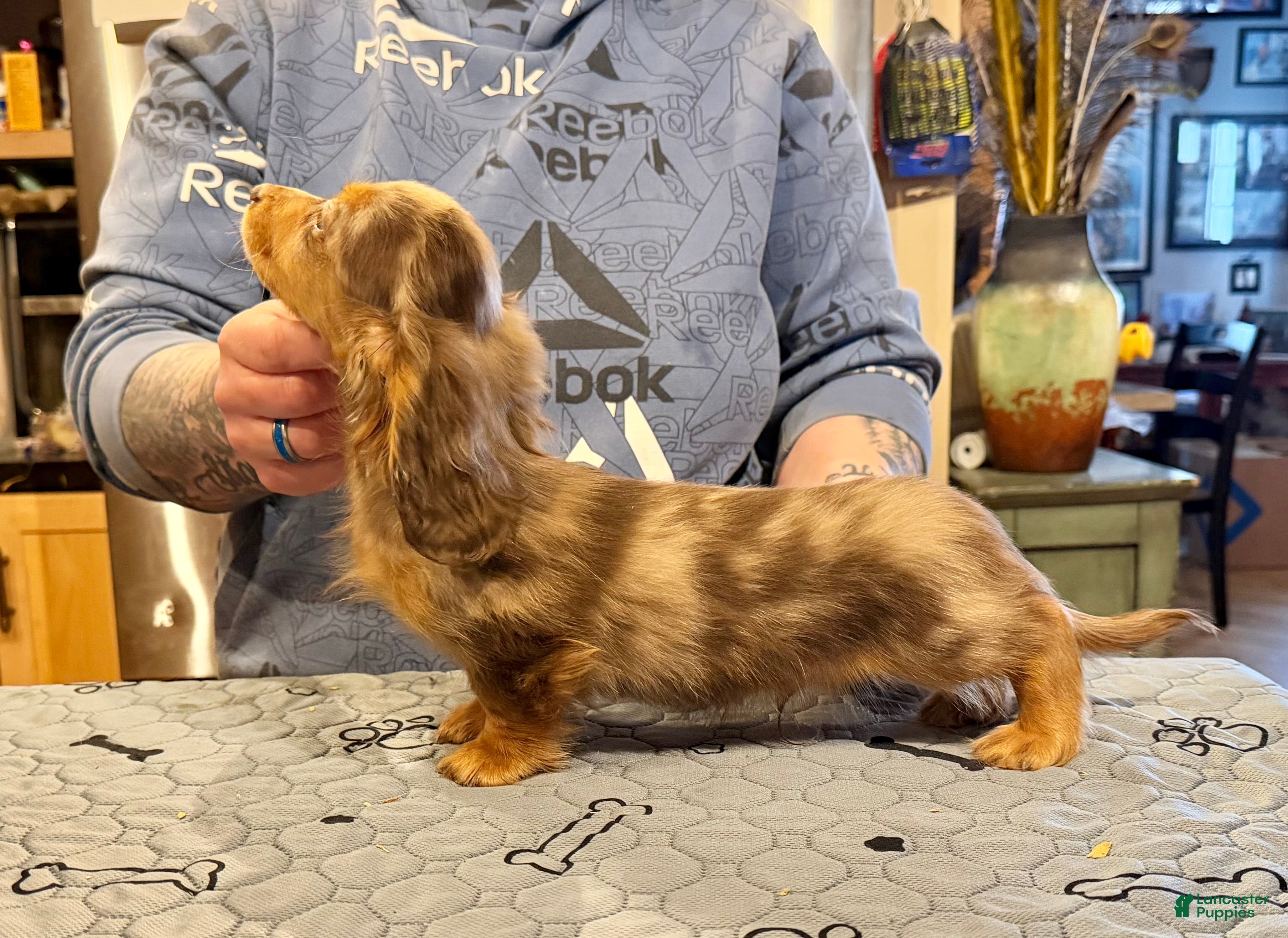 Miniature Dachshund dogs Import Show Boy Chocolate Dapple - Ad 24