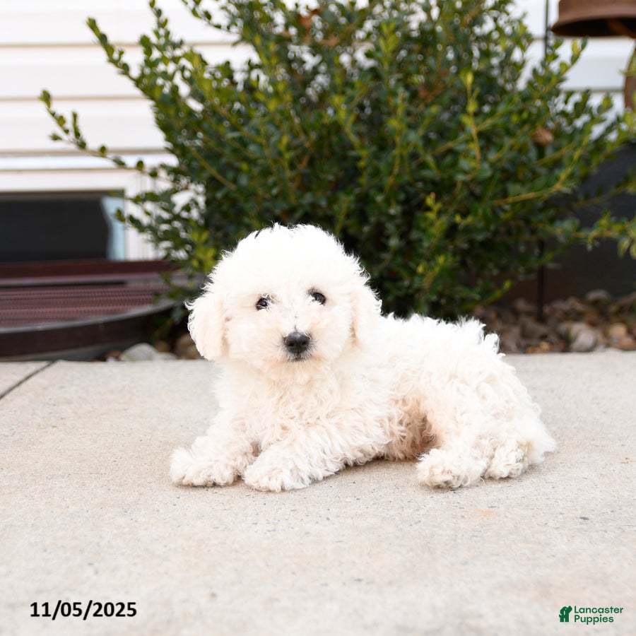 Bichon Frise dogs Lucky - Ad 3