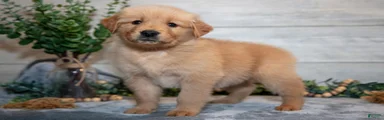 Ralphie