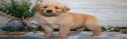 Golden Retriever dogs for sale: Ralphie - Ad 1