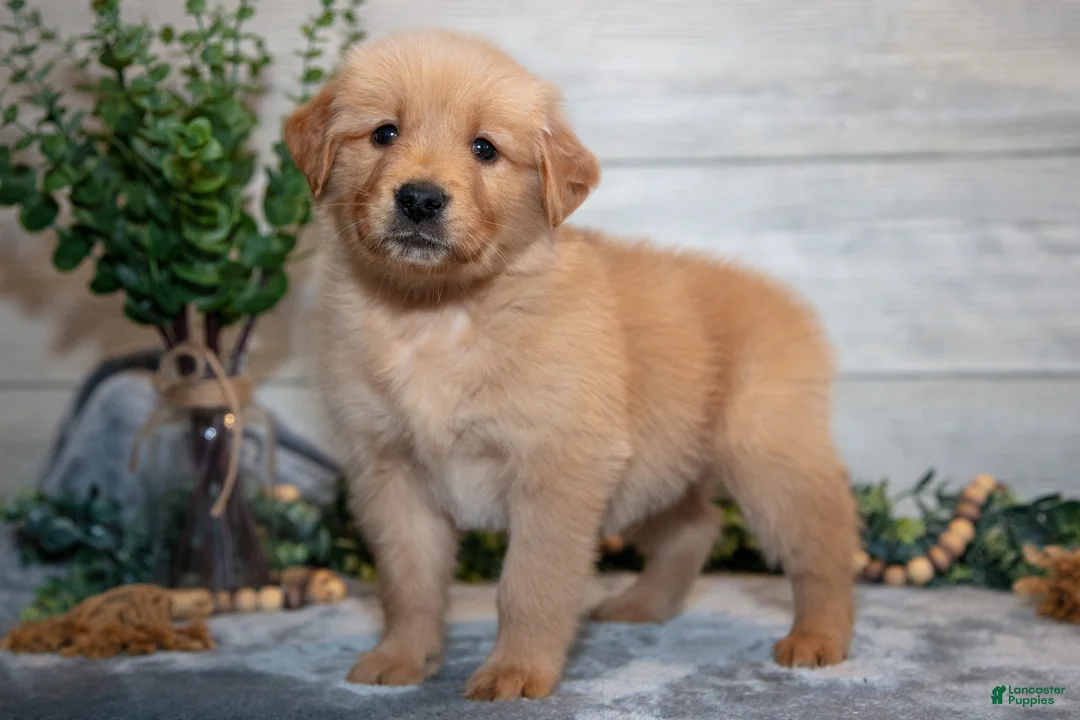 Golden Retriever dogs for sale: Ralphie - Ad 1