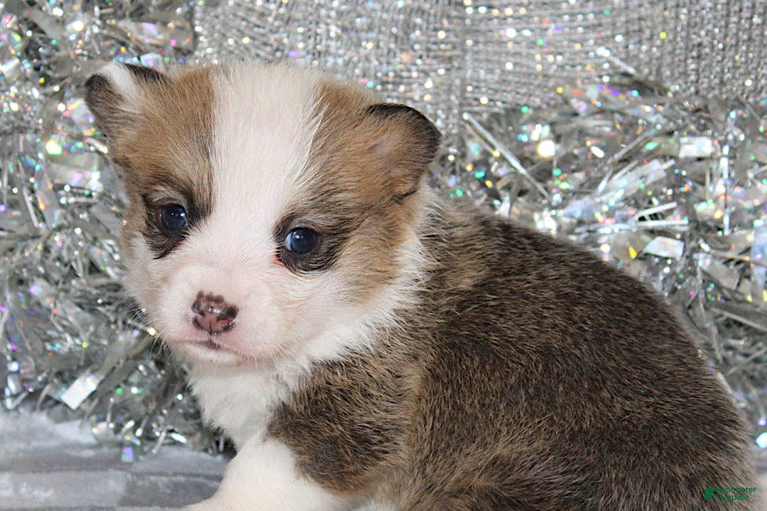 Welsh Corgi Pembroke dogs for sale: Sophie OFA Parents - Ad 1