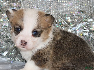 Welsh Corgi Pembroke dogs Sophie OFA Parents - Ad 9