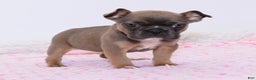 Mixed Breed dogs for sale: Frenchton puppy - Ad 2