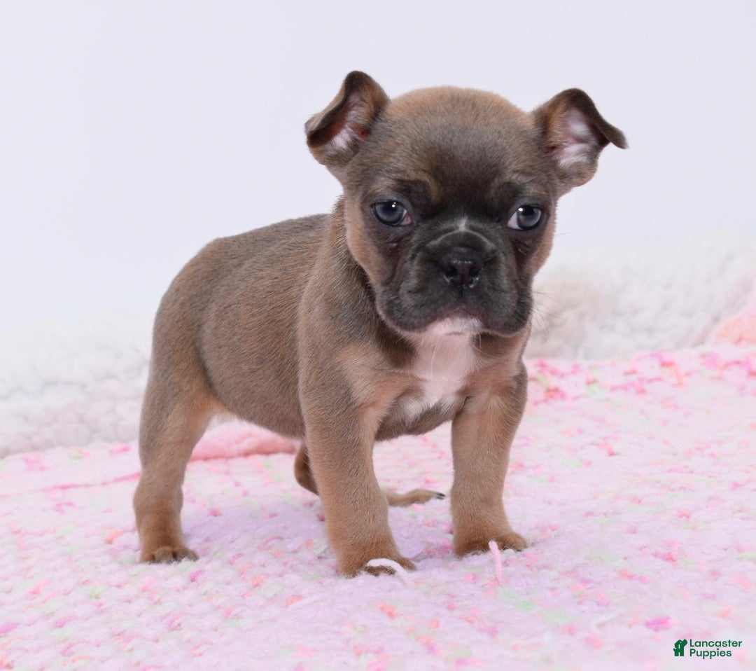 Mixed Breed dogs for sale: Frenchton puppy - Ad 2