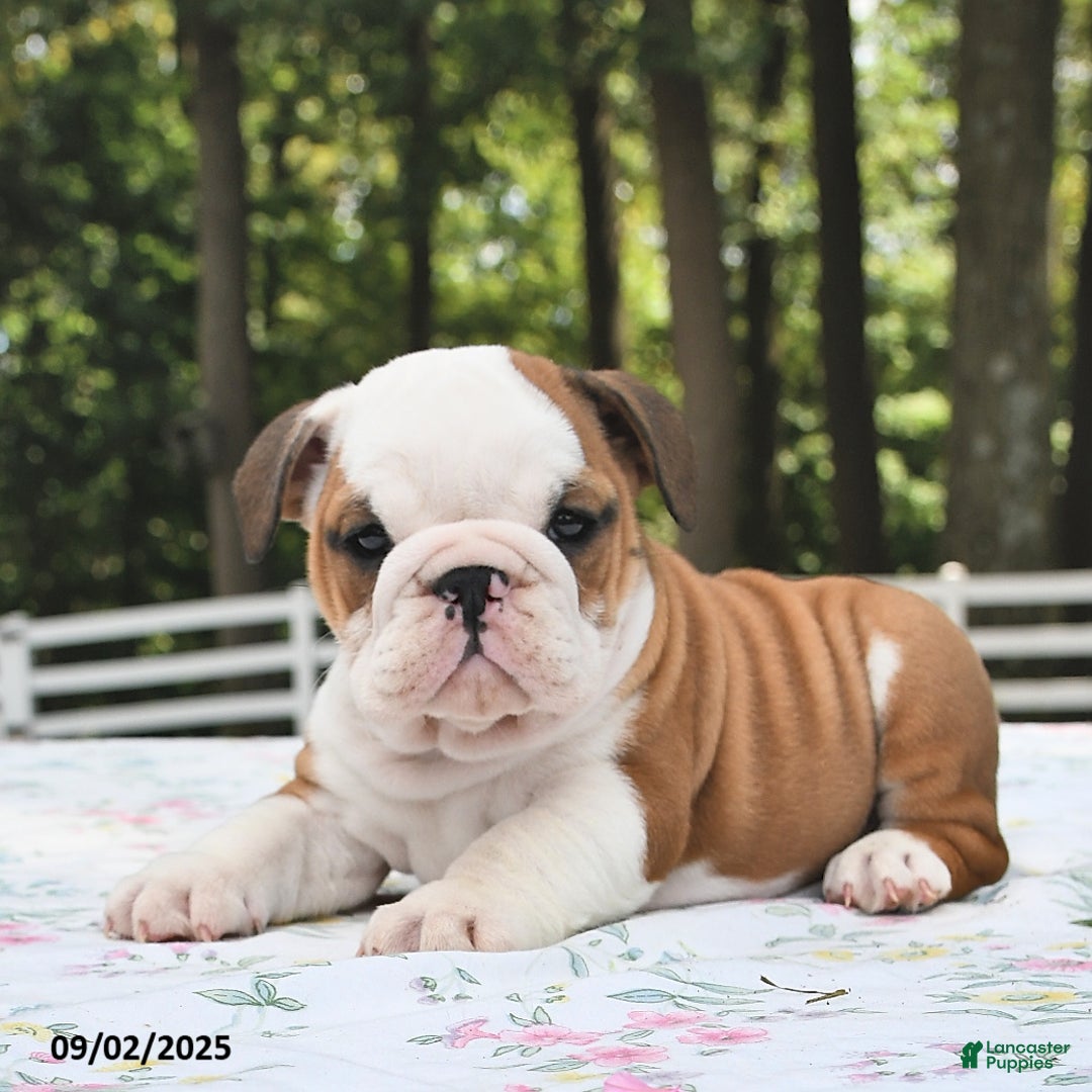 Under $500 English Bulldogs For Sale Under 200 Callie For Sale In