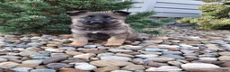 German Shepherd dogs for sale: Lily - Ad 7