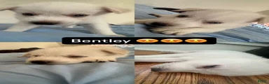 Bently