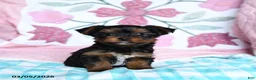 Yorkshire Terrier dogs for sale: Dexter - Ad 1