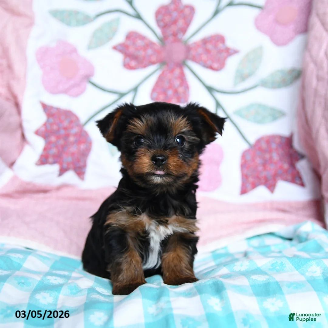 Yorkshire Terrier dogs for sale: Dexter - Ad 1