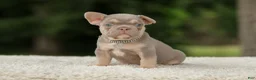French Bulldog dogs for sale: Denver - Ad 1