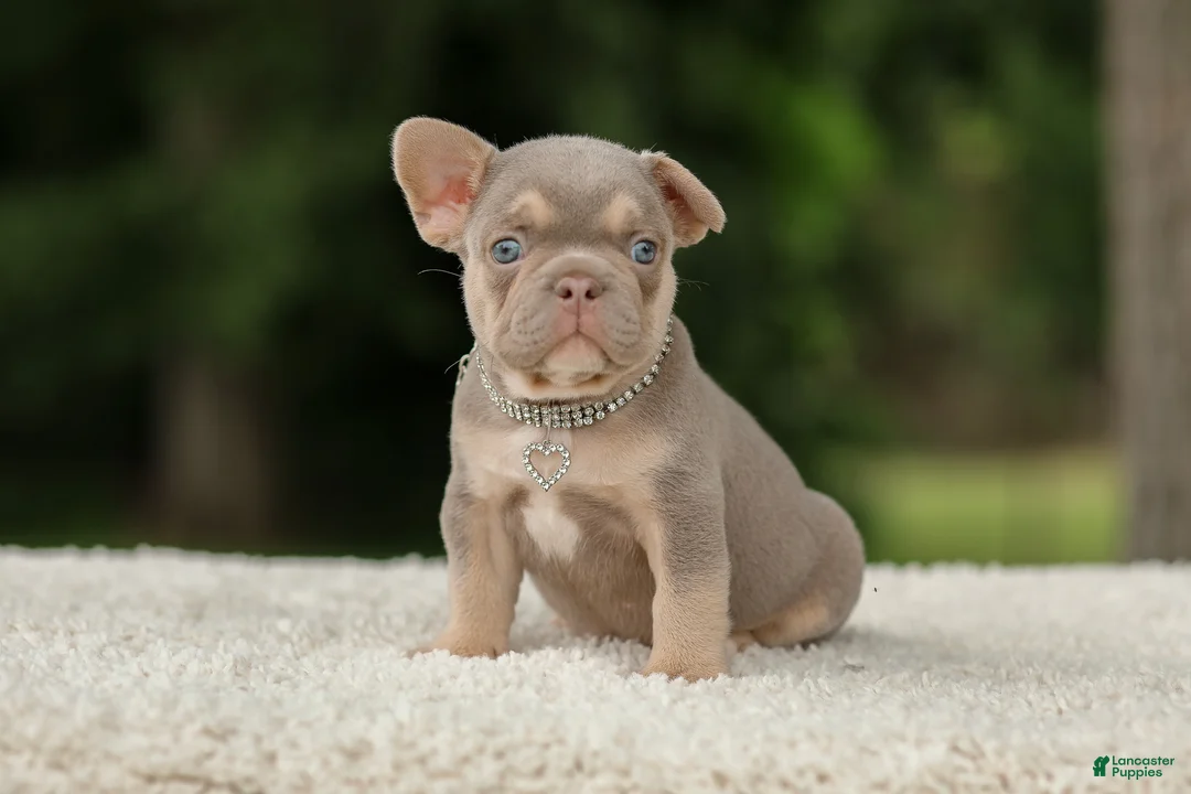 French Bulldog dogs for sale: Denver - Ad 1