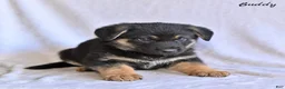 German Shepherd dogs for sale: Buddy - Ad 1
