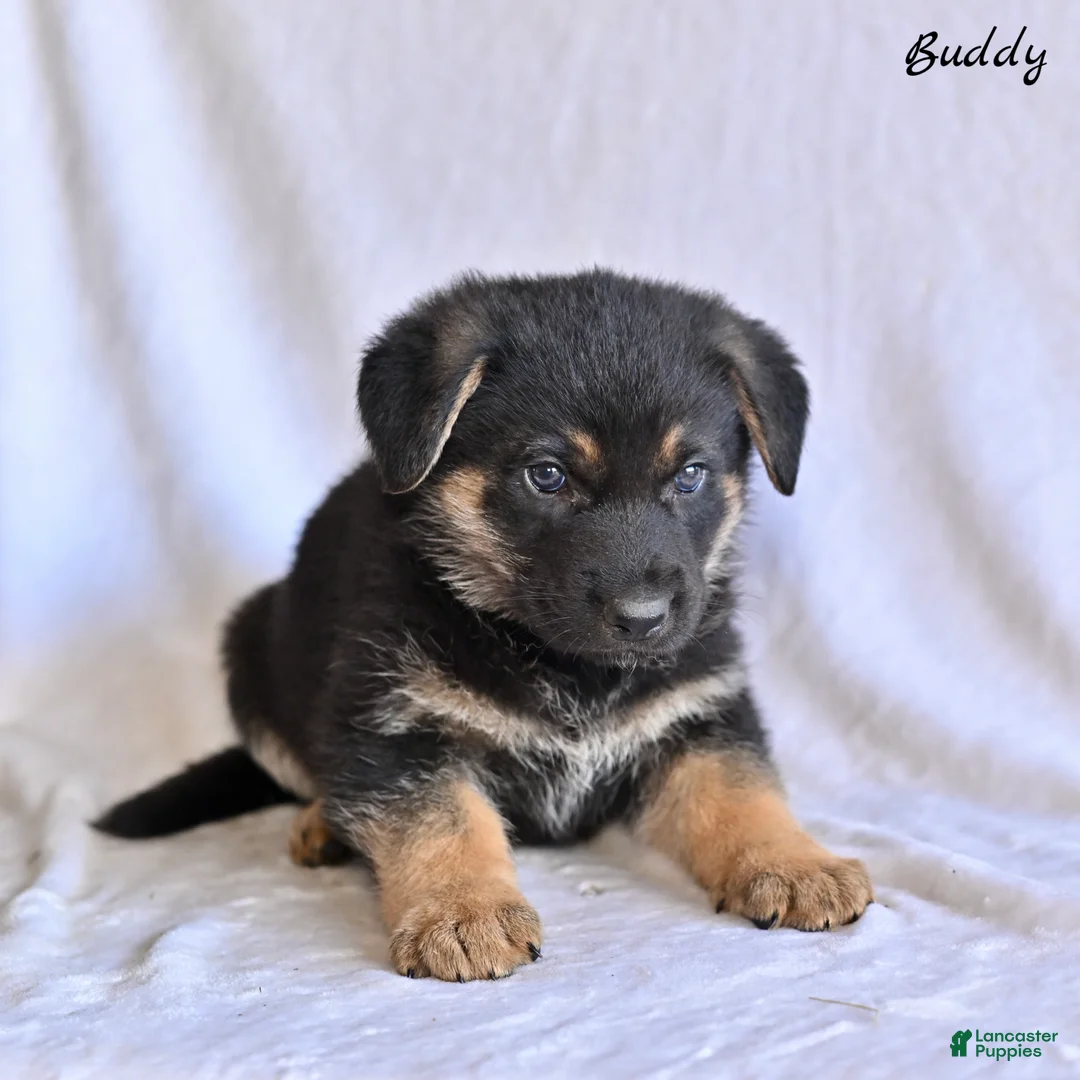 German Shepherd dogs for sale: Buddy - Ad 1
