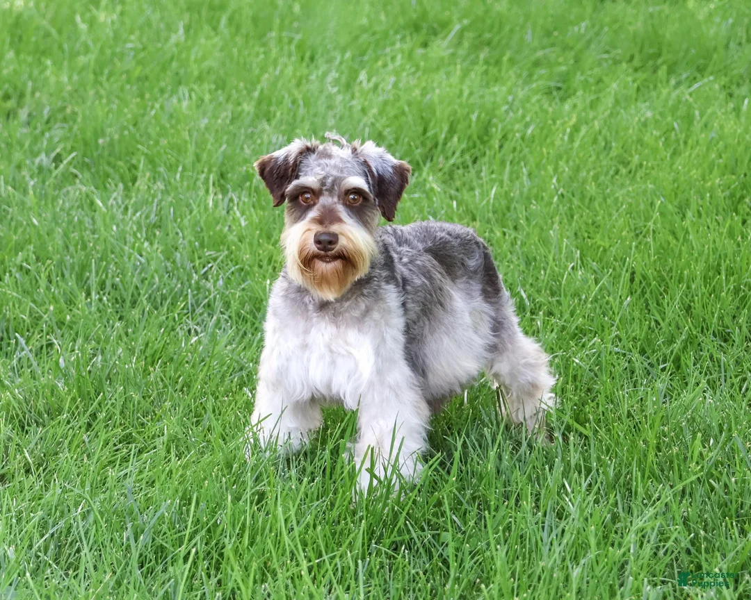 Miniature Schnauzer dogs for sale: Evelyn - Ad 7
