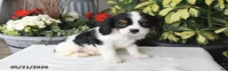 Cavalier King Charles Spaniel dogs for sale: Jackson - Ad 4