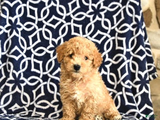 Bichpoo dogs - Ad 13