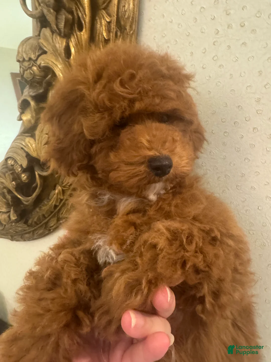 Toy Poodle dogs for sale: Cinnamon - Ad 3