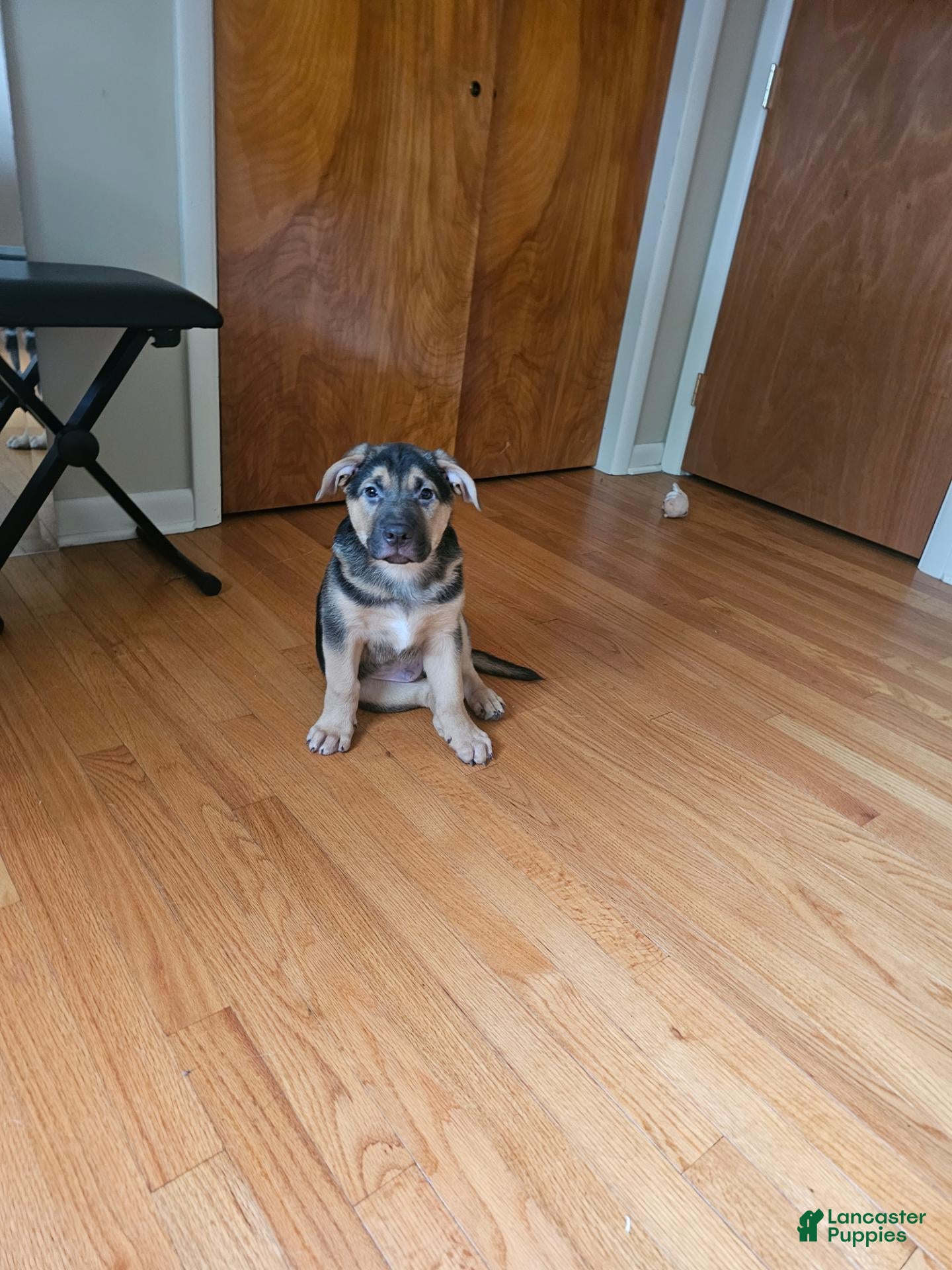 Mixed Breed dogs for sale: Clue - Ad 22