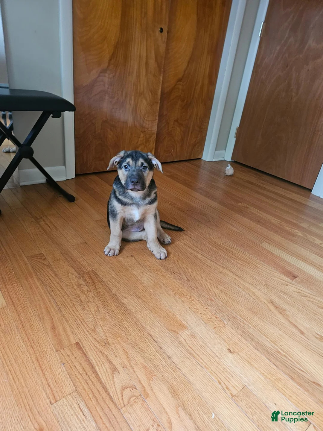 Mixed Breed dogs for sale: Clue - Ad 1