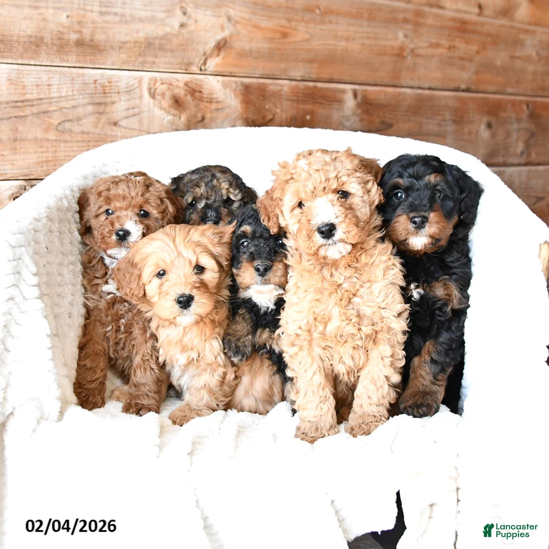 Mini Bernedoodle dogs for sale: Pixie - Ad 5