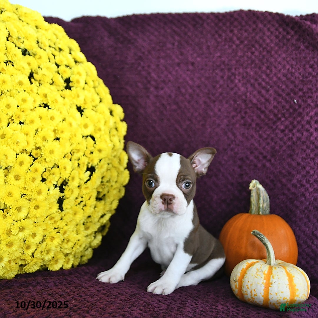 Boston Terrier Puppies for sale Lancaster Puppies