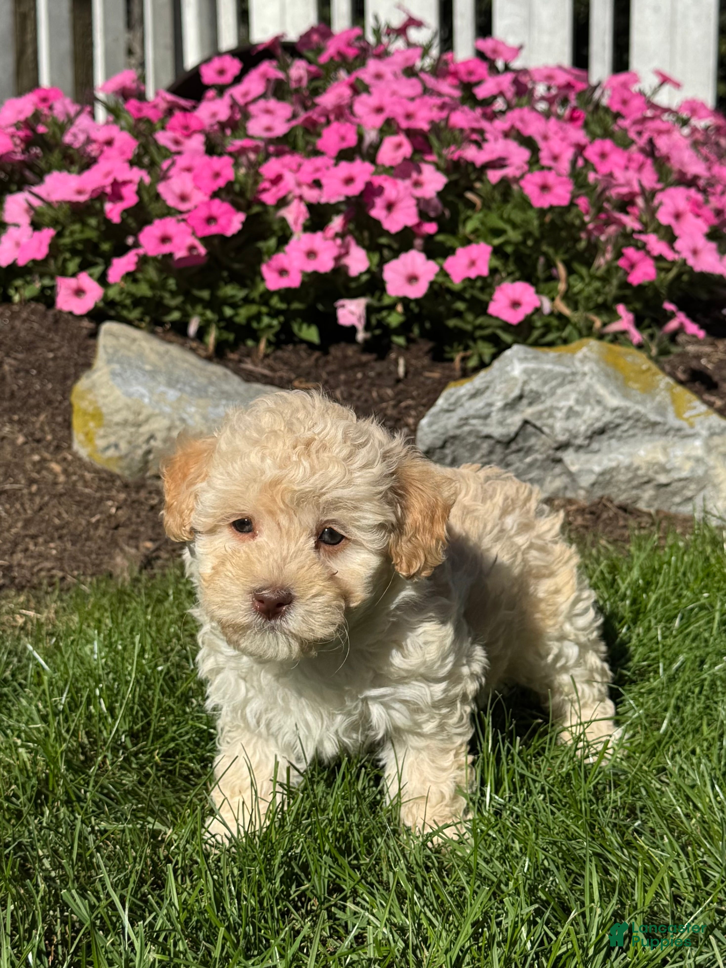 Havapoo dogs for sale: Katie - Ad 4