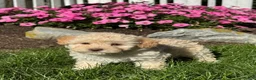 Havapoo dogs for sale: Katie - Ad 1