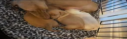Miniature Dachshund dogs for sale: Miniature Dachshund 1 - Ad 3
