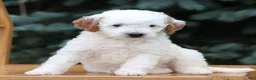 Mini Goldendoodle dogs for sale: Clipso - Ad 4