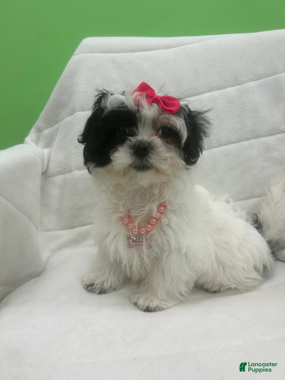 Malshi dogs for sale: Malshi Puppy 3 - Ad 3