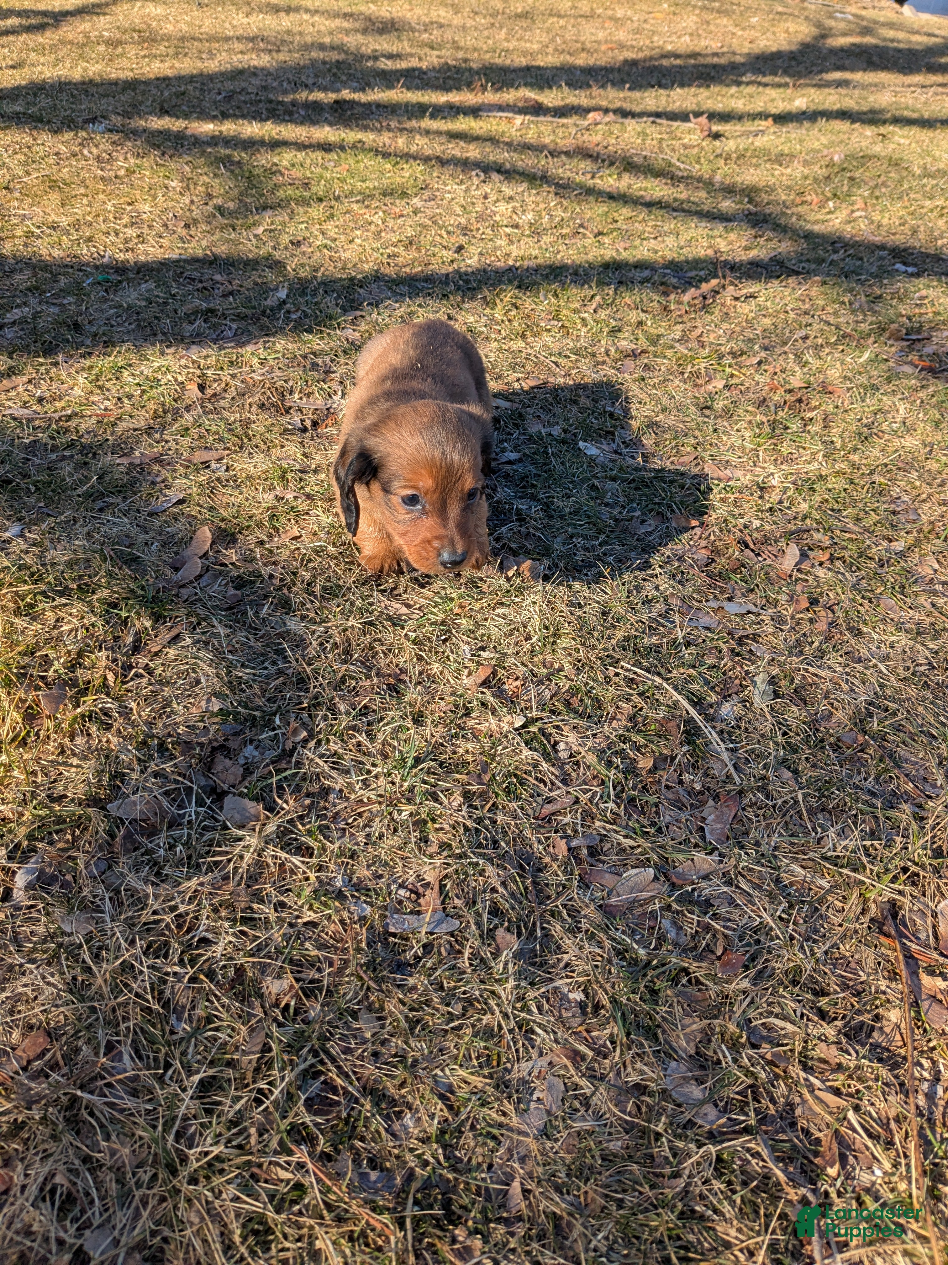 Dachshund dogs Dachshund Puppy 1 - Ad 34