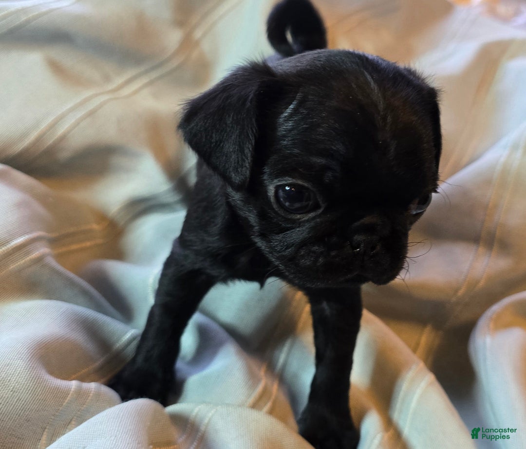 Pug dogs for sale: Elton - Ad 5