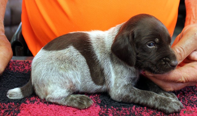 German Shorthaired Pointer dogs German Shorthaired Pointer Puppy 8 - Ad 1