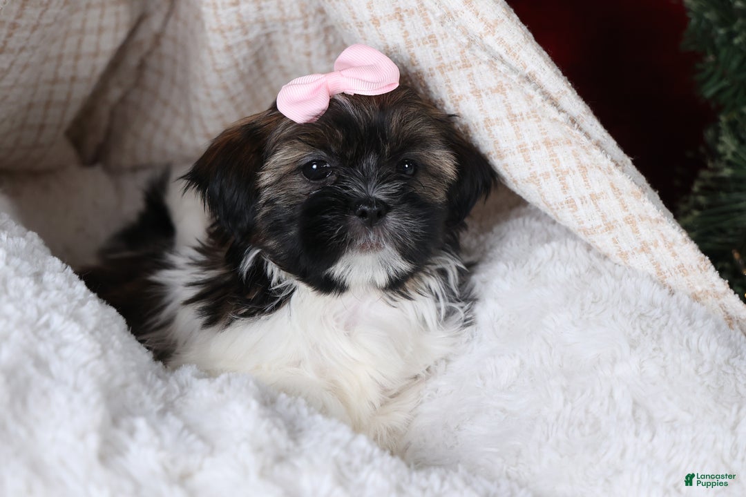 Shih Tzu dogs for sale: Penny - Ad 15