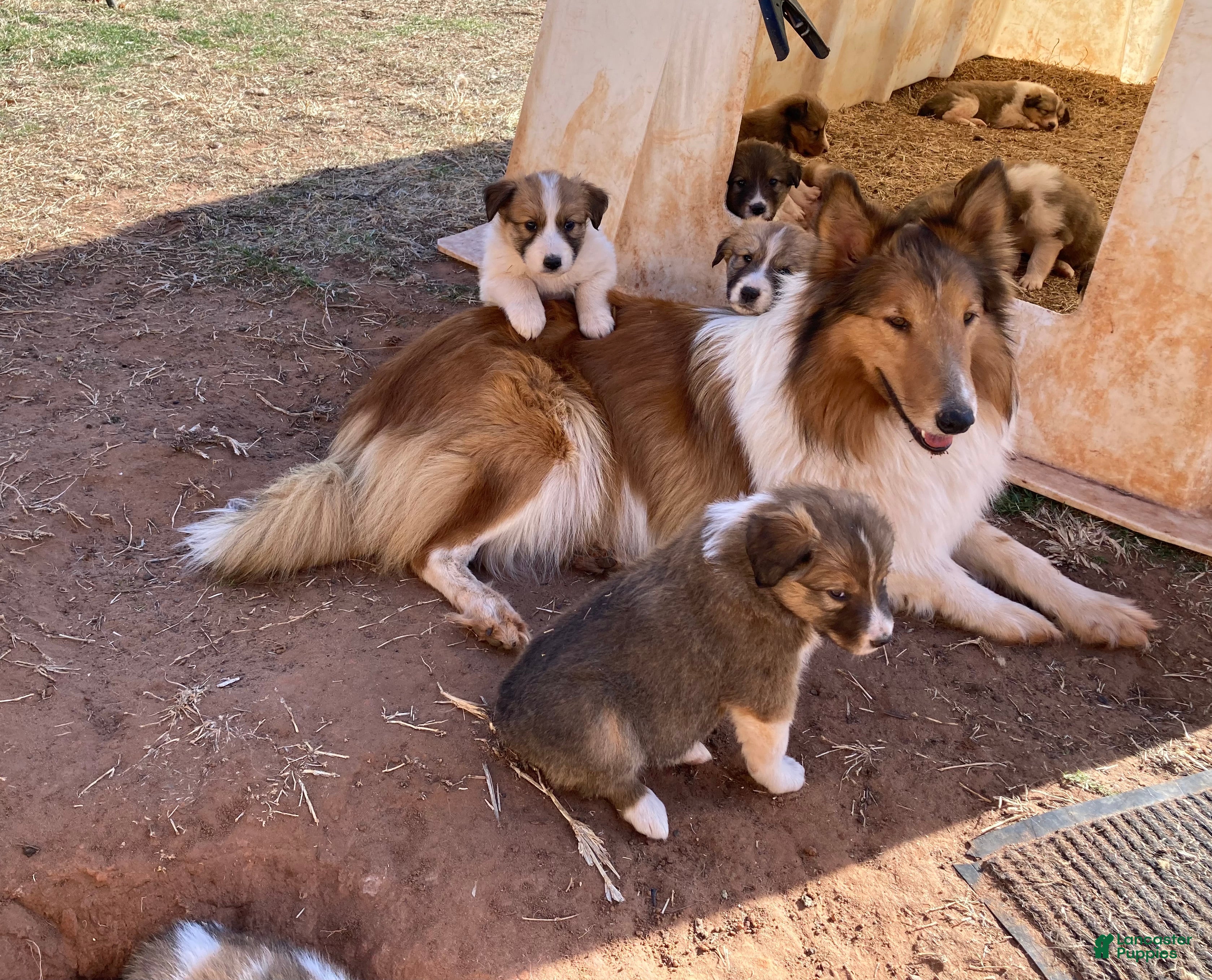 Collie dogs Grant's William Wallace - Ad 2