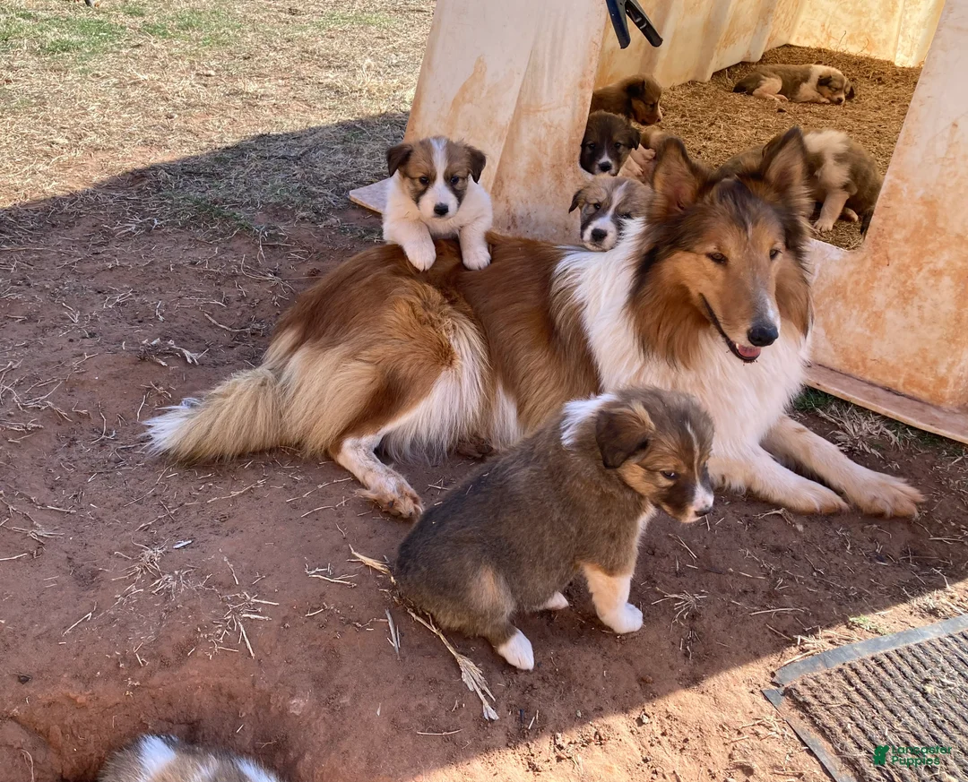 Collie dogs for sale: Grant's William Wallace - Ad 2