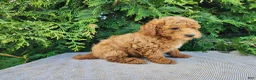 Mini Bernedoodle dogs for sale: Blake - Ad 11